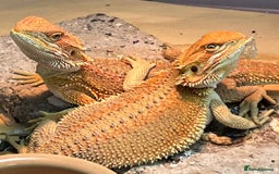 Bearded Dragon reptiles for sale: Various Hi End Bearded Dragons - Image 8