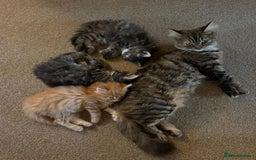 Maine Coon cats for sale: Absolutely Stunning Part Maine Coon Kittens - Advert 20