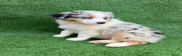 Australian Shepherd dogs for sale: Australian Shepherd Puppies  - Advert 6