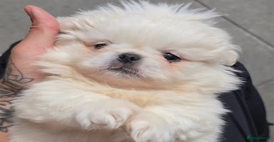 Pekingese dogs in Blairgowrie - Advert 3