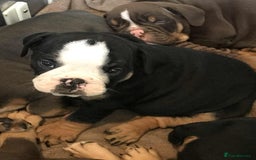 Olde English Bulldogge dogs for sale: Olde english bulldogge puppies  - Advert 26