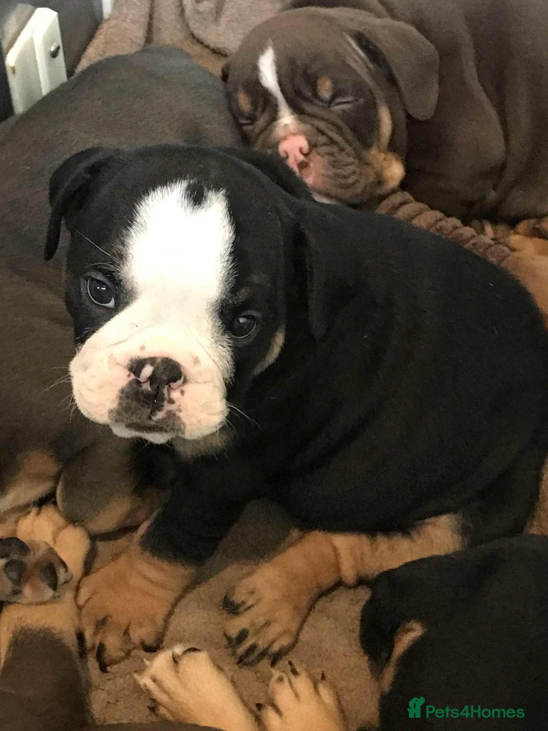 Olde English Bulldogge dogs for sale: Olde english bulldogge puppies  - Advert 26