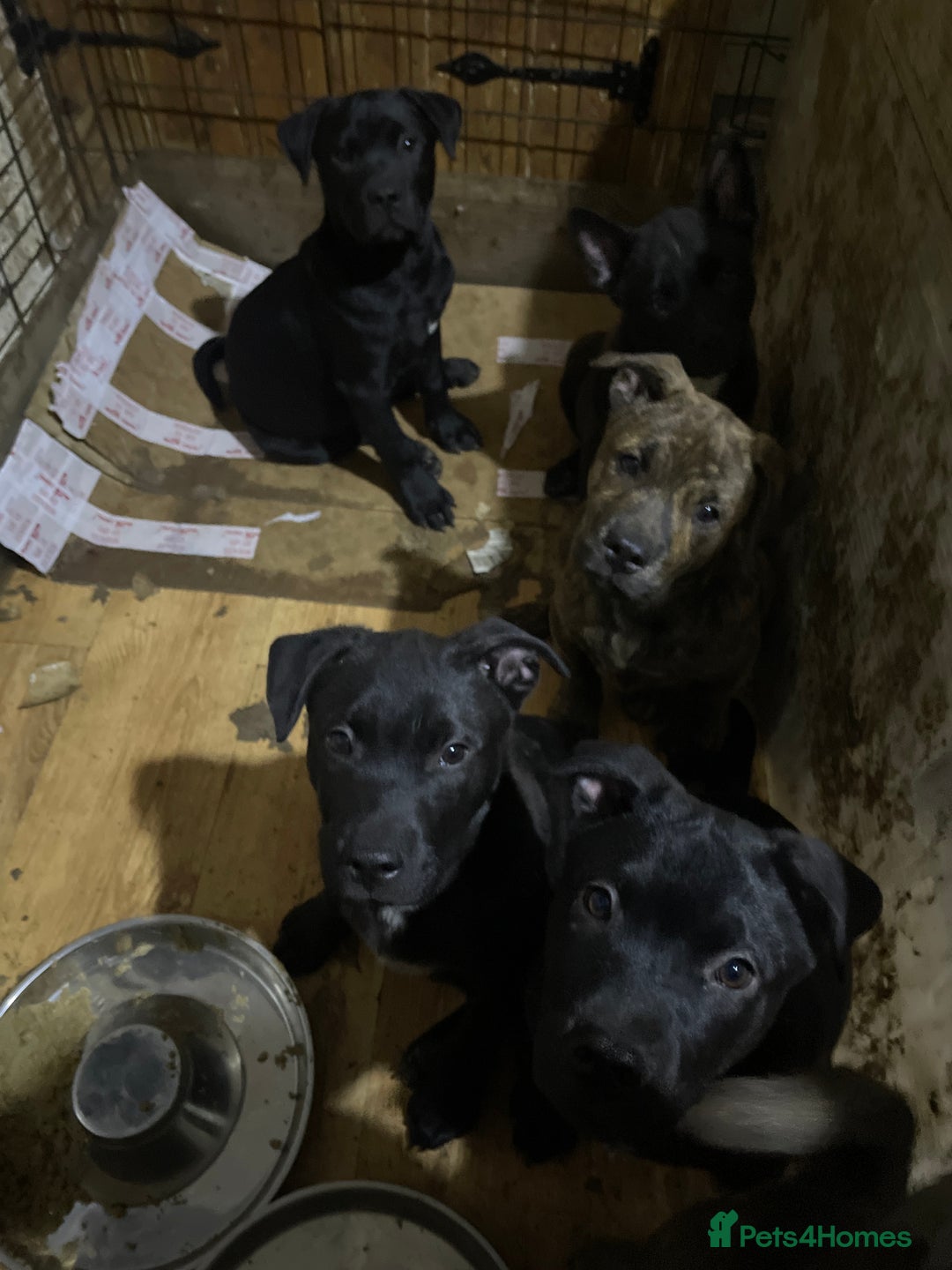 Mixed Breed dogs for sale: chow x staffy - Image 2