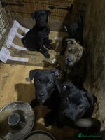 Mixed Breed dogs - Advert 3