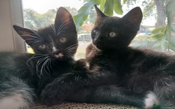 Mixed Breed cats for sale: Kittens Ready  - Image 4