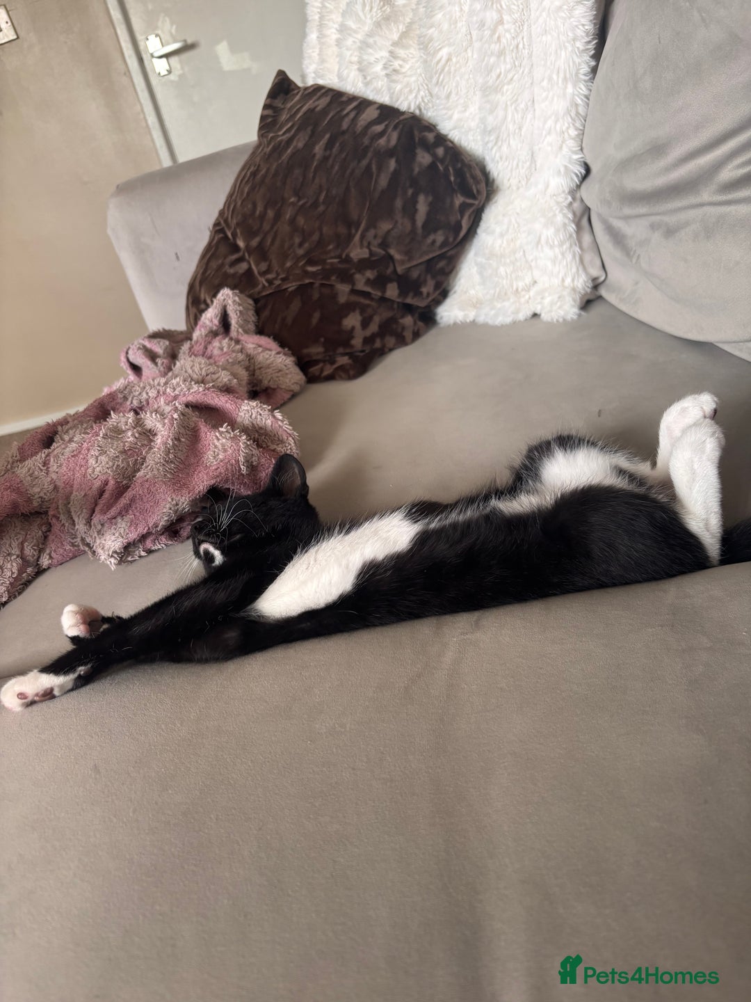Domestic Shorthair cats for sale: This is okja a lovley cat  - Image 1