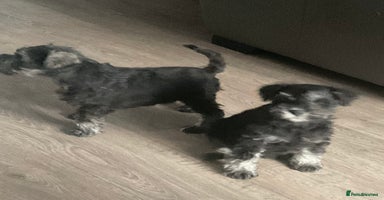 Miniature Schnauzer dogs - Advert 9