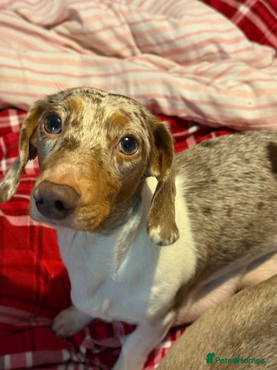 Miniature Dachshund dogs for sale: Ready now! KC miniature dachshund - Advert 2