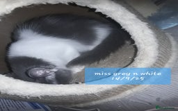 Ragcoon cats for sale: FINAL REDUCTION £300  Stunning, chunky ragcoons  - Image 38