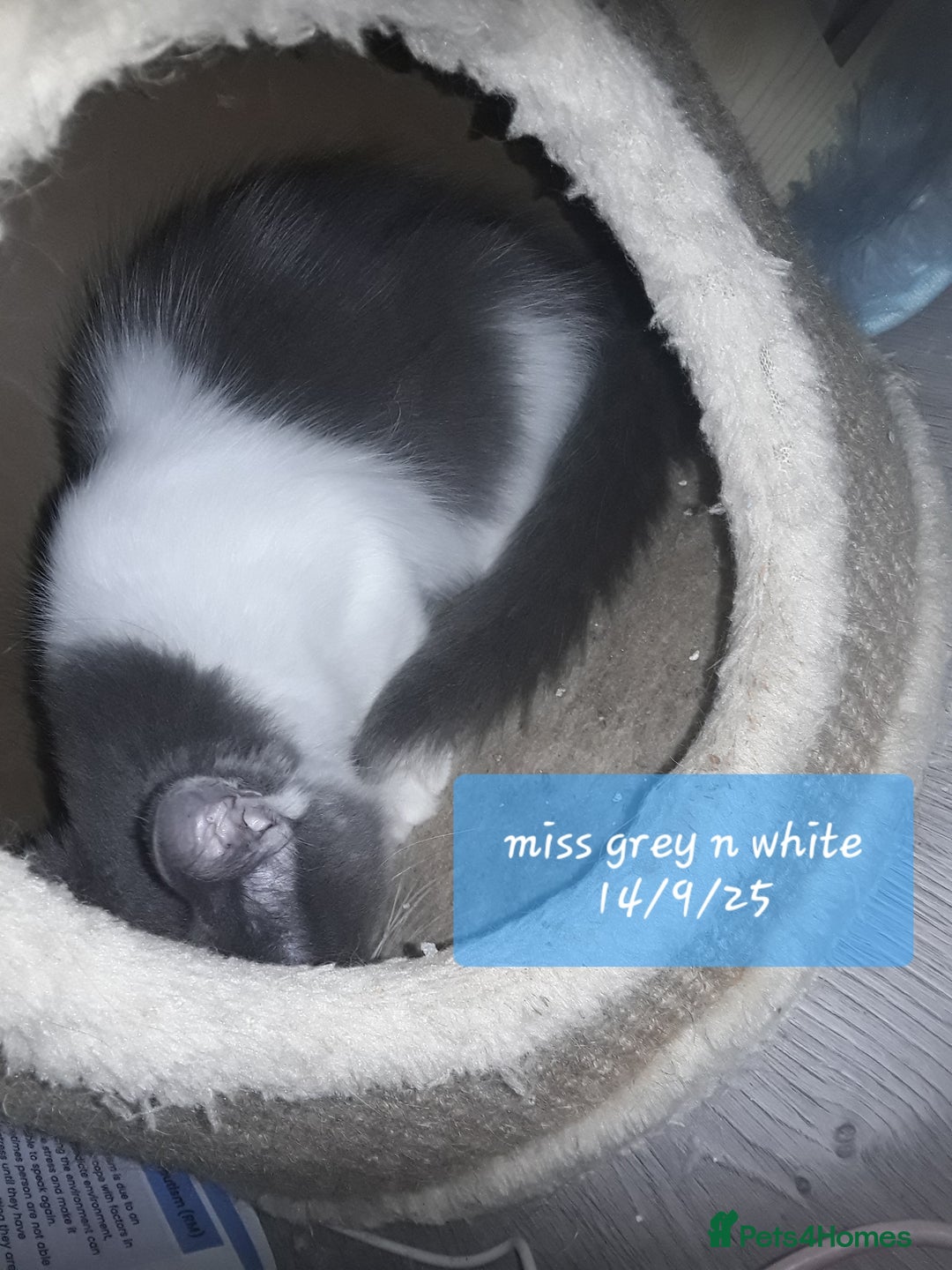 Ragcoon cats for sale: FINAL REDUCTION £300  Stunning, chunky ragcoons  - Image 38