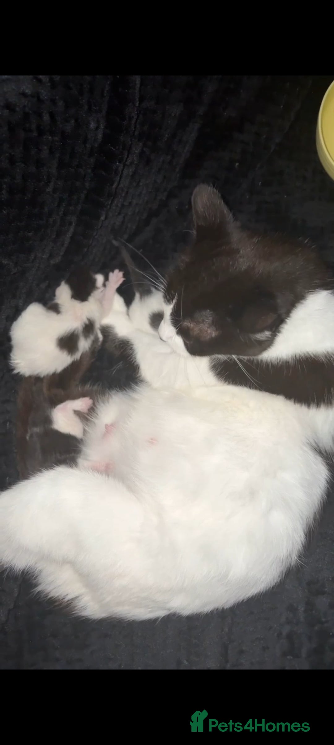 Mixed Breed cats for sale: Kittens ready to leave - Image 3