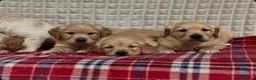 Golden Retriever dogs for sale: GORGEOUS GOLDEN RETRIEVER PUPPIES  in Carmarthen - Advert 10