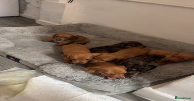Miniature Dachshund dogs - Advert 2