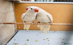 Ringnecks birds for sale: Stunning rare Ringnecks for sale  - Image 9