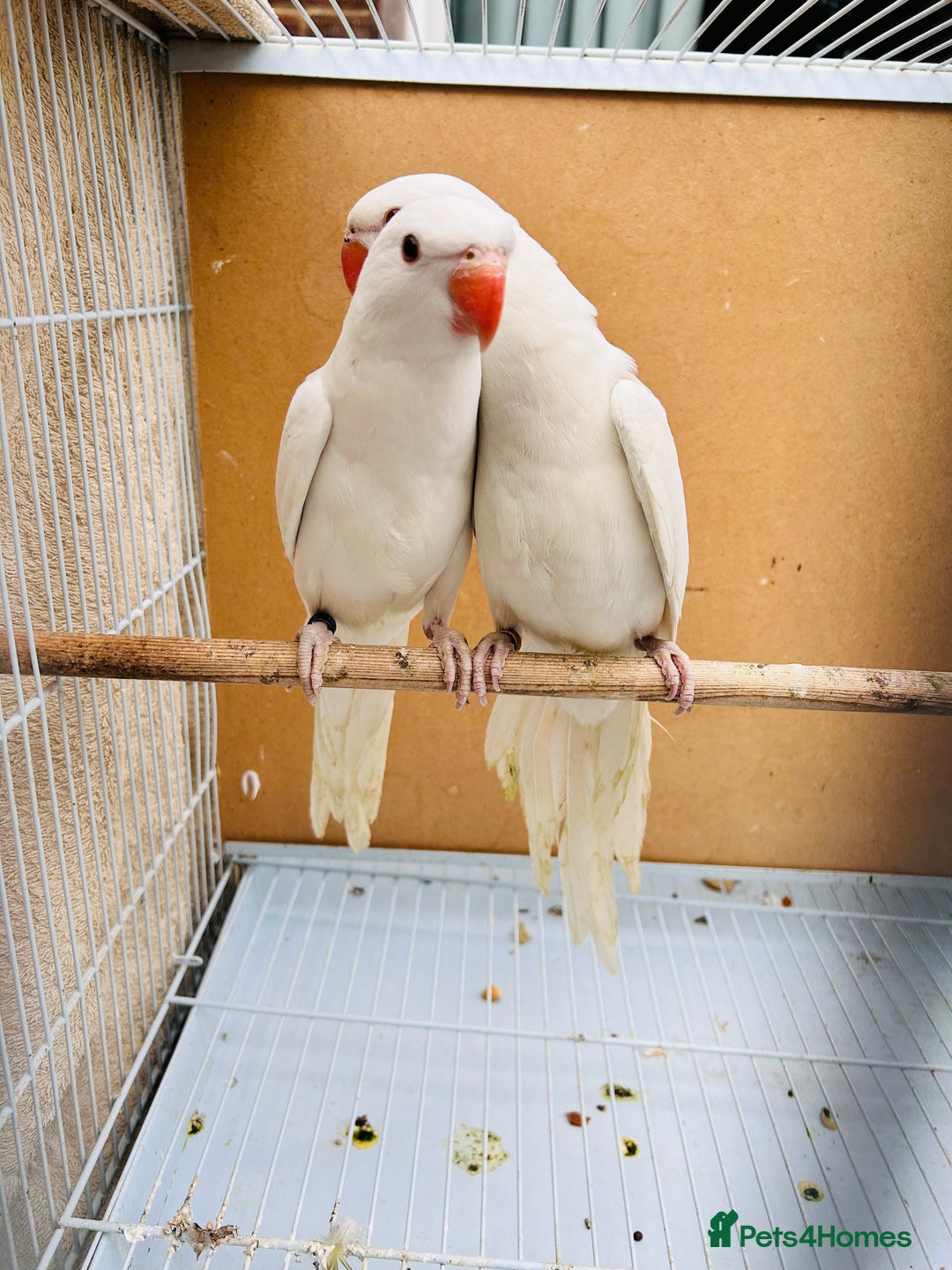 Ringnecks birds for sale: Stunning rare Ringnecks for sale  - Image 9