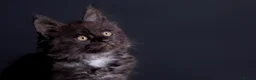 Maine Coon cats for sale: 🖤 TICA Registered Black Smoke Maine Coon Kittens  - Advert 8