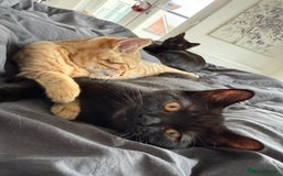 British Shorthair cats for sale: 3 BSH Chinchilla kittens, sale £250, 18 Weeks.  - Image 5