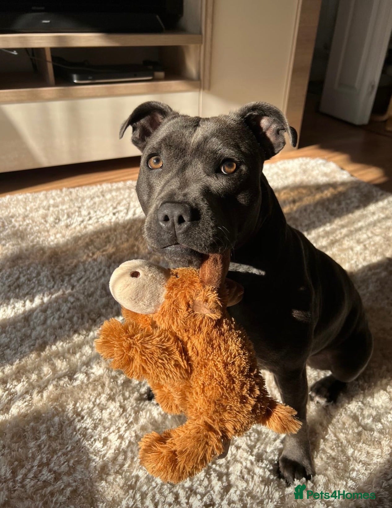 Staffordshire Bull Terrier dogs Stunning KC registered Staffy puppies 💙💙🩷🩷🩷 - Advert 2