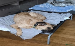 Mixed Breed dogs for adoption: Dobby - Image 4