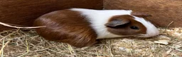 Guinea Pig rodents for sale: Male/Boar Guinea Pigs - Advert 5