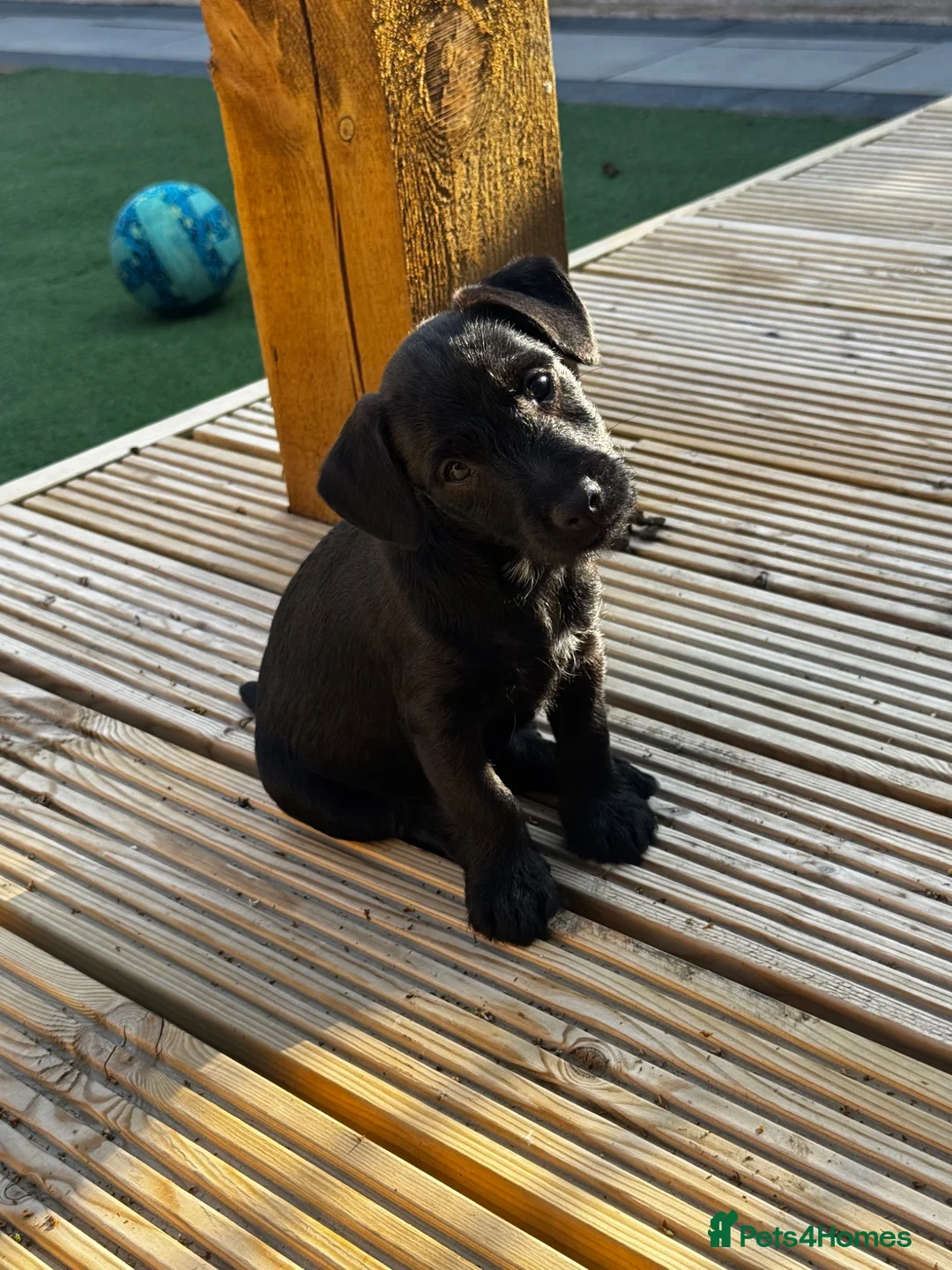 Patterdale Terrier dogs for sale: Fell terriers  - Advert 1