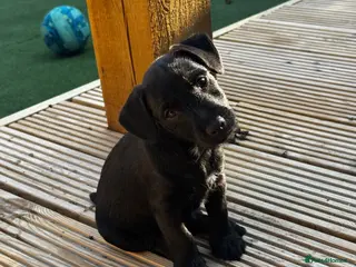 Patterdale Terrier dogs Fell terriers - Advert 1
