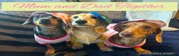 Miniature Dachshund dogs for sale: 6 Miniature Dachshund pups  - Advert 11