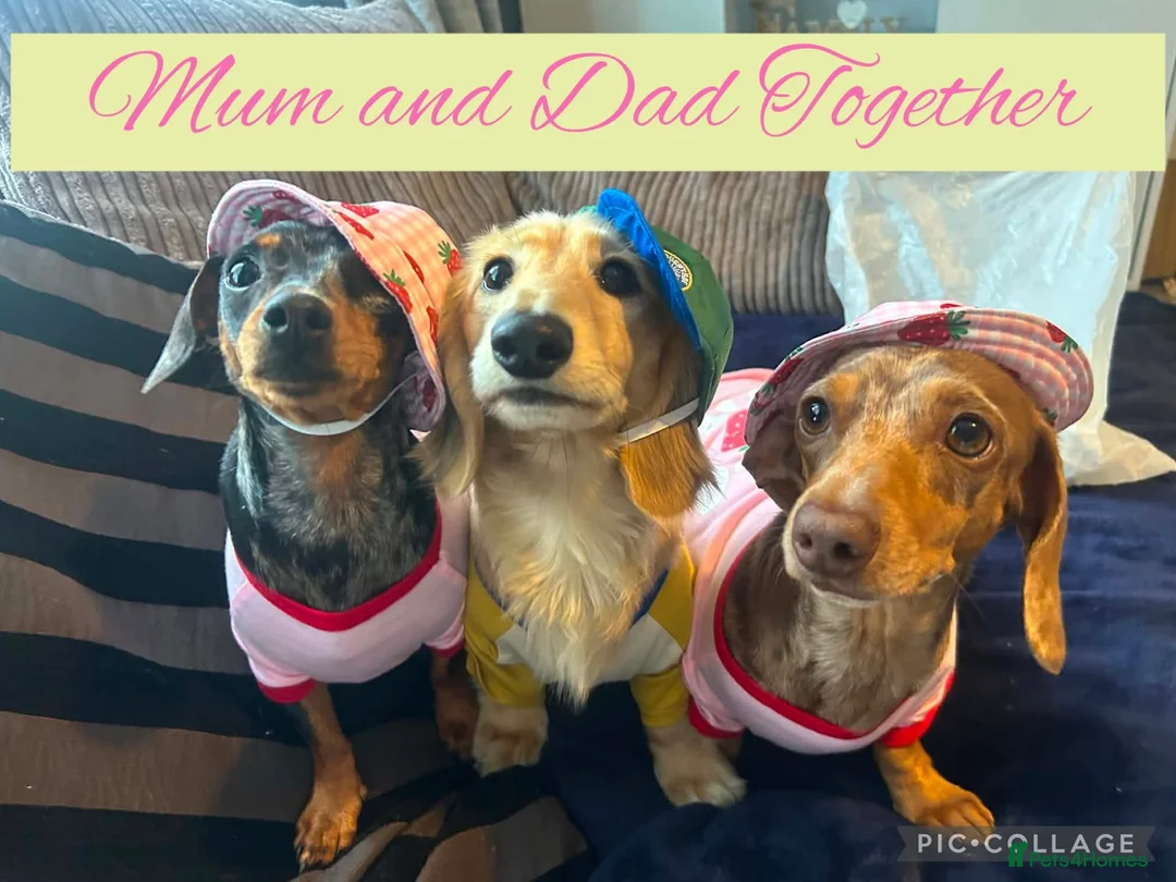 Miniature Dachshund dogs for sale: 6 Miniature Dachshund pups  - Advert 11