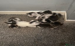 Maine Coon cats for sale: MI have 6 BEAUTIFUL kittens for sale🩷 - Image 2
