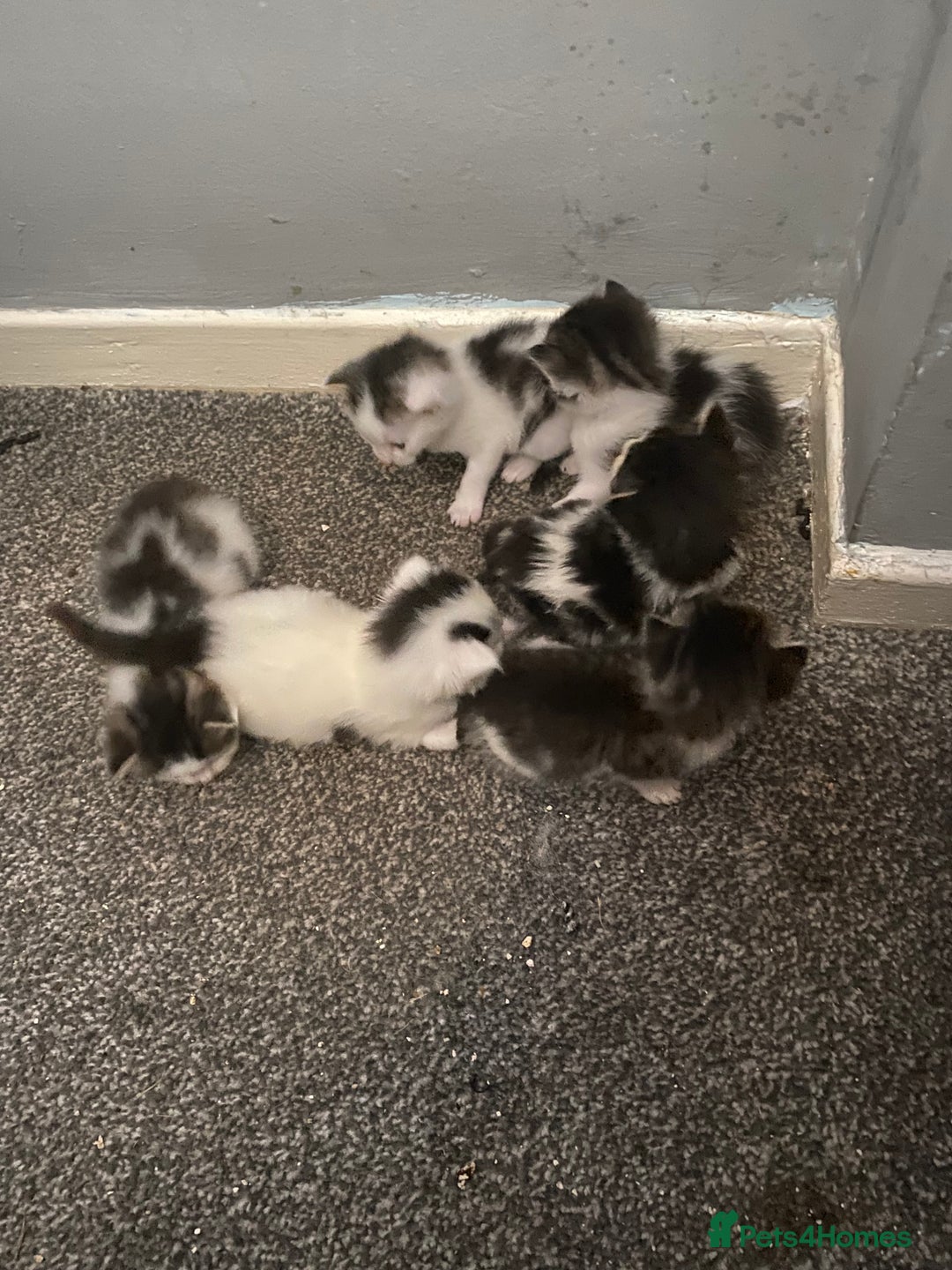 Maine Coon cats for sale: MI have 6 BEAUTIFUL kittens for sale🩷 - Image 2