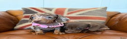 Miniature Dachshund dogs for sale: Beautiful Miniature Dachshunds 5 ⭐ License Breeder - Advert 16