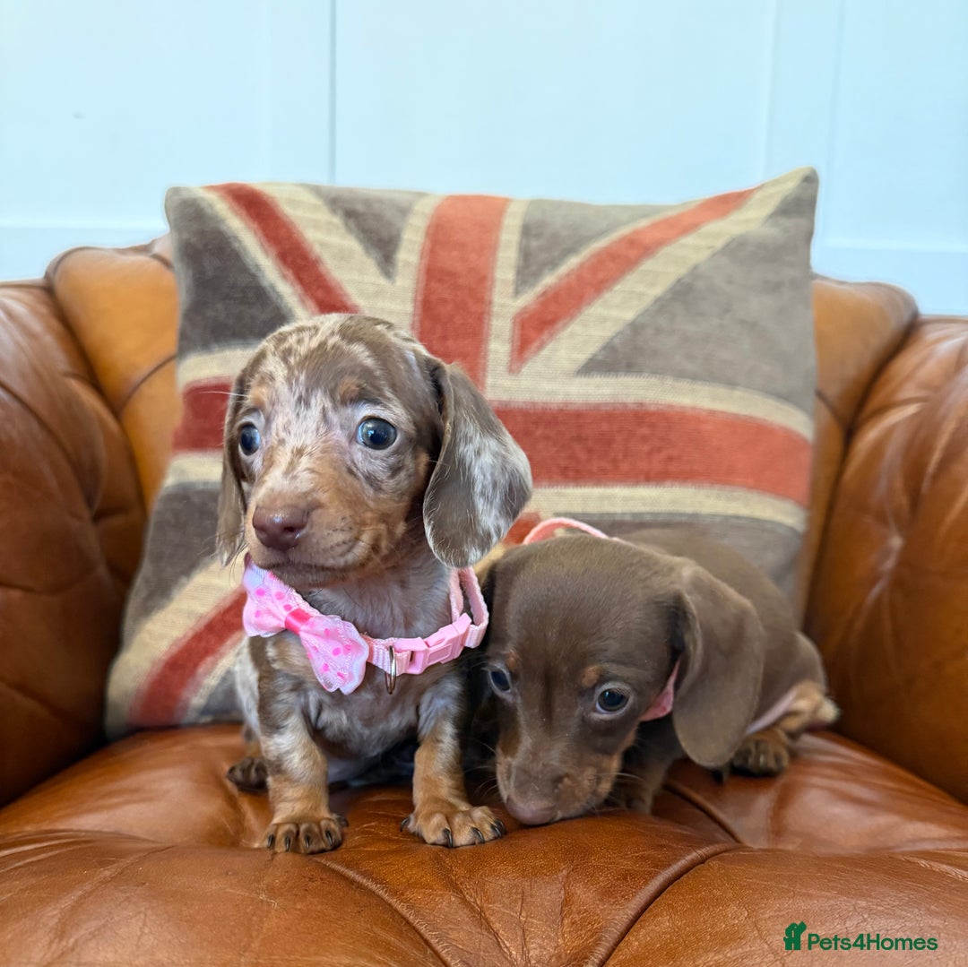 Miniature Dachshund dogs for sale: Beautiful Miniature Dachshunds 5 ⭐ License Breeder - Advert 16