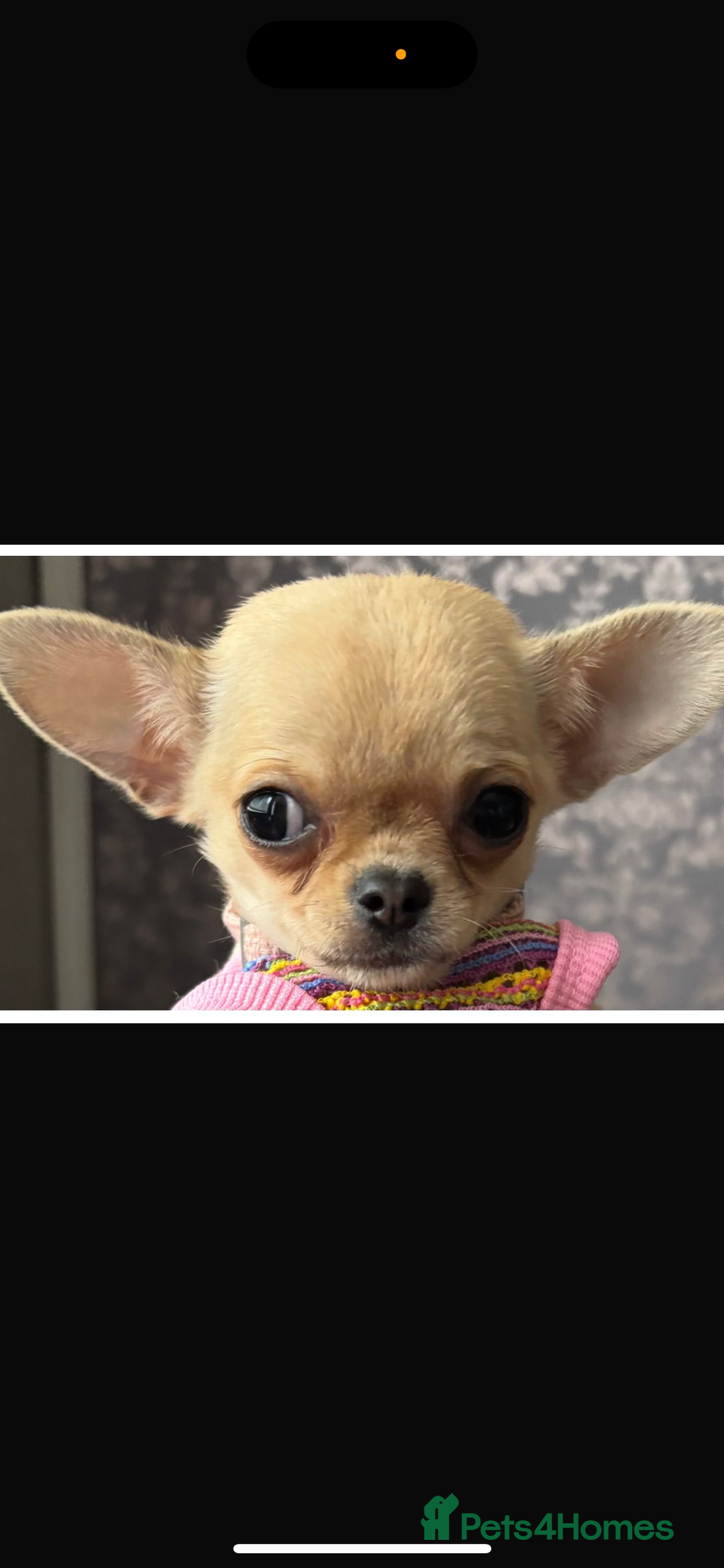 Chihuahua dogs for sale: 18 week old Tiny Female Chihuahua - Image 3