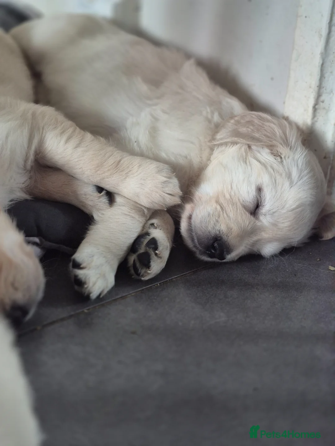 Golden Retriever dogs for sale: 3 girls and a boy ready around the 19th april  - Advert 2