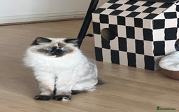 Ragdoll cats for sale: Ragdoll cat - Image 1