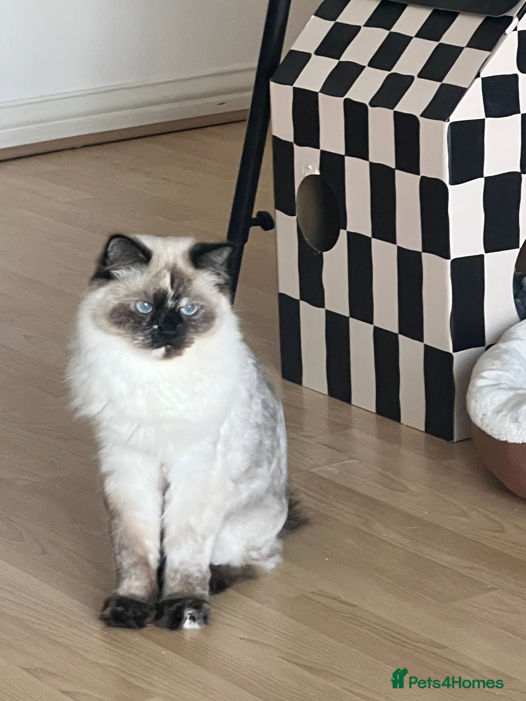 Ragdoll cats for sale: Ragdoll cat - Image 1