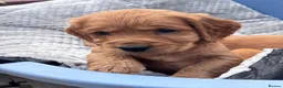 Cocker Spaniel dogs for sale: ❤️ Beautifull puppies available ❤️ - Advert 3
