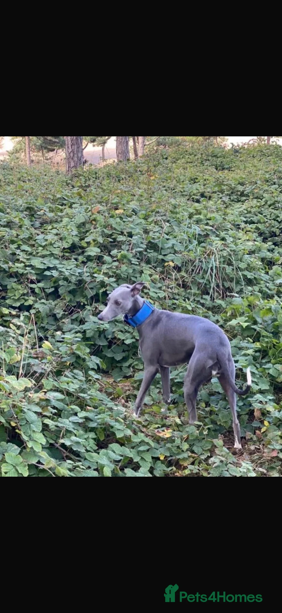 Whippet dogs for sale: KC REGISTERED WHIPPETS  in Liverpool - Advert 6