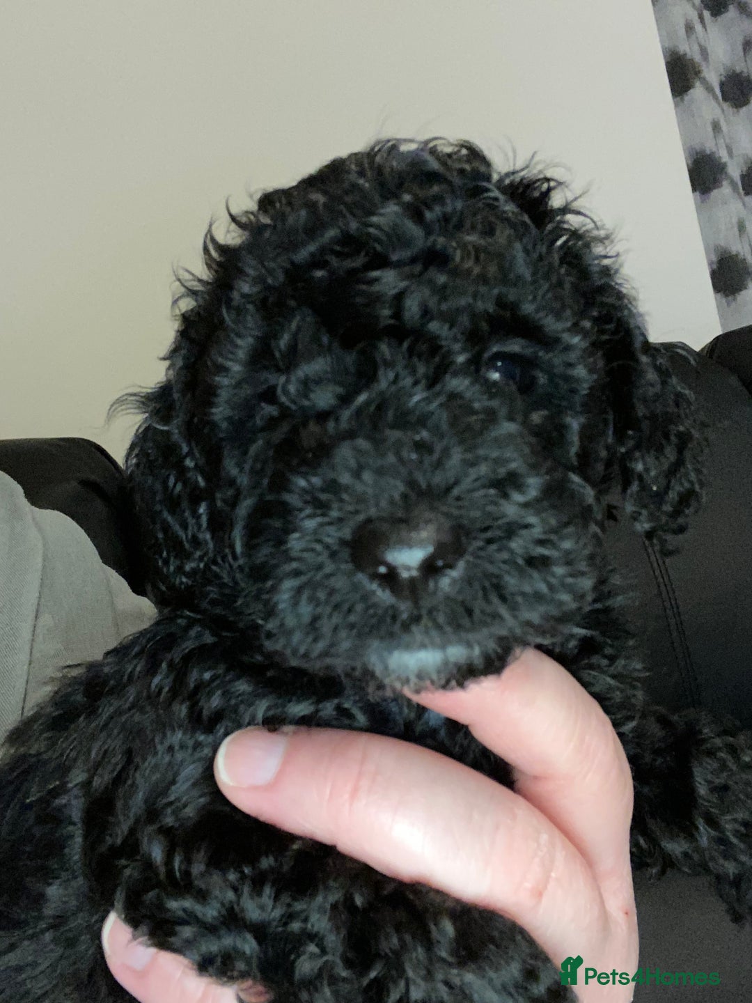 Toy Poodle dogs for sale: Beautiful Toy Poodle Pups  - Advert 30