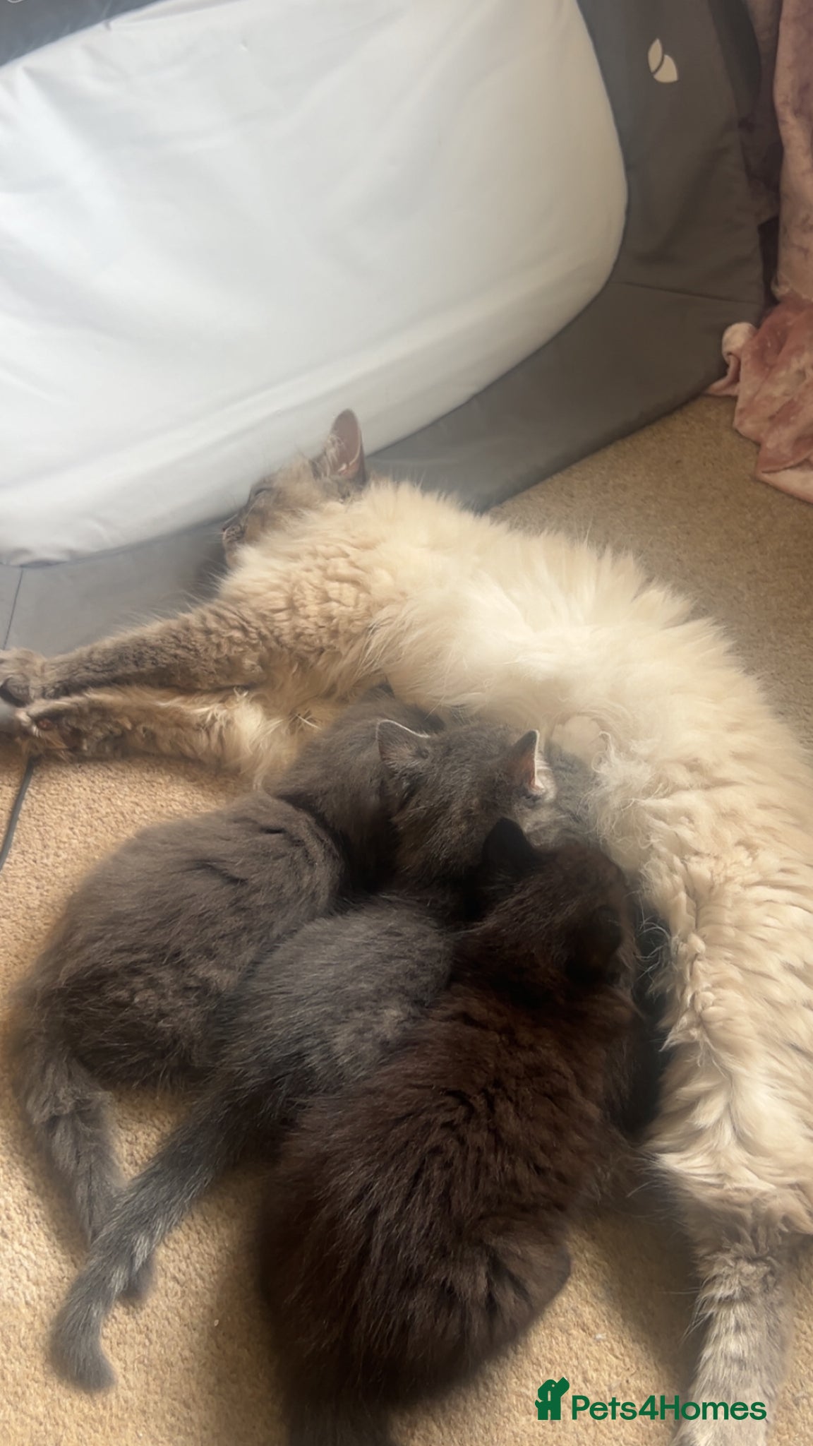 Ragdoll cats for sale: Ragdoll mixed kittens for sale  - Advert 6