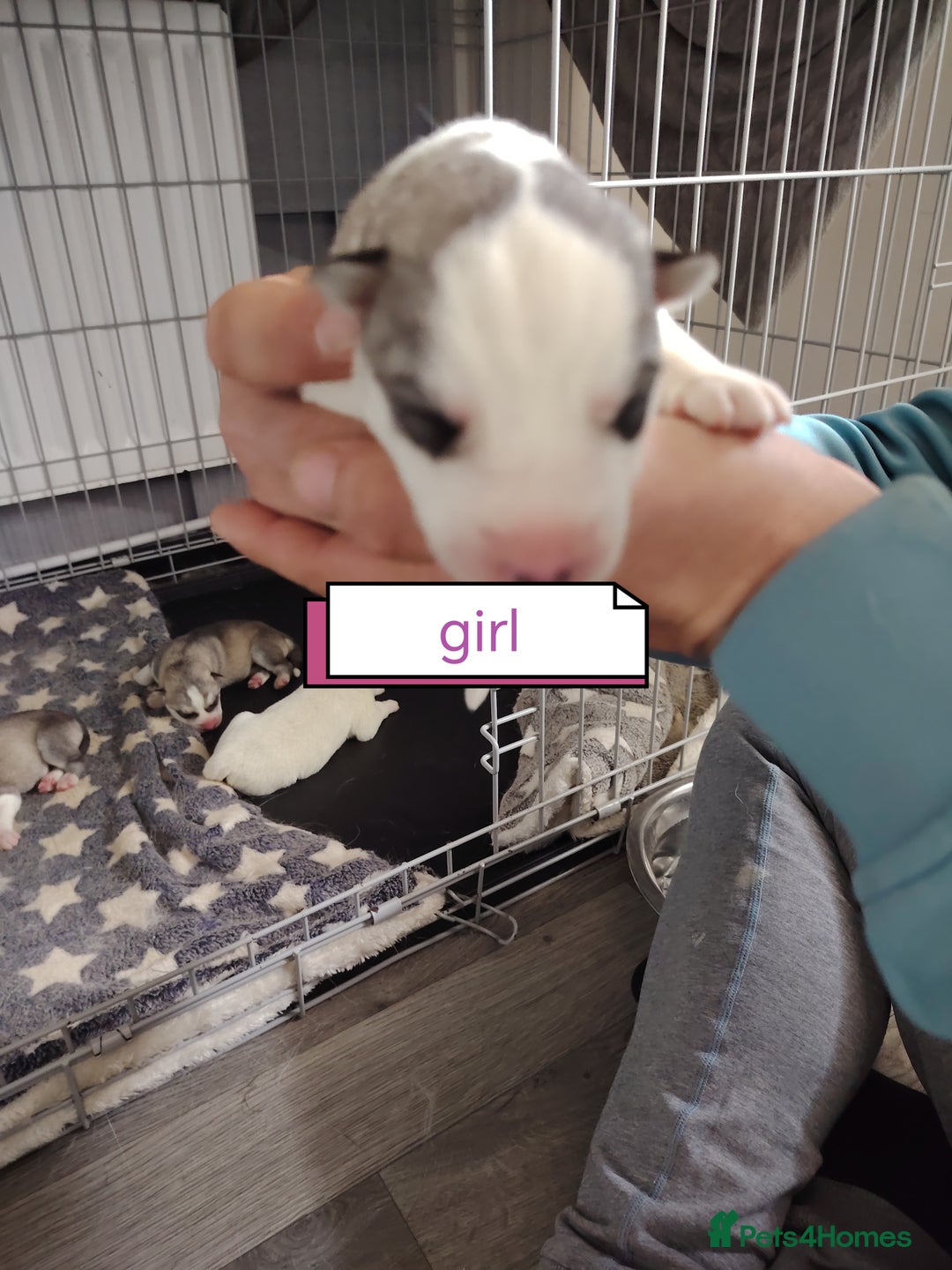 Siberian Husky dogs for sale: Siberian huskys puppys - Image 8