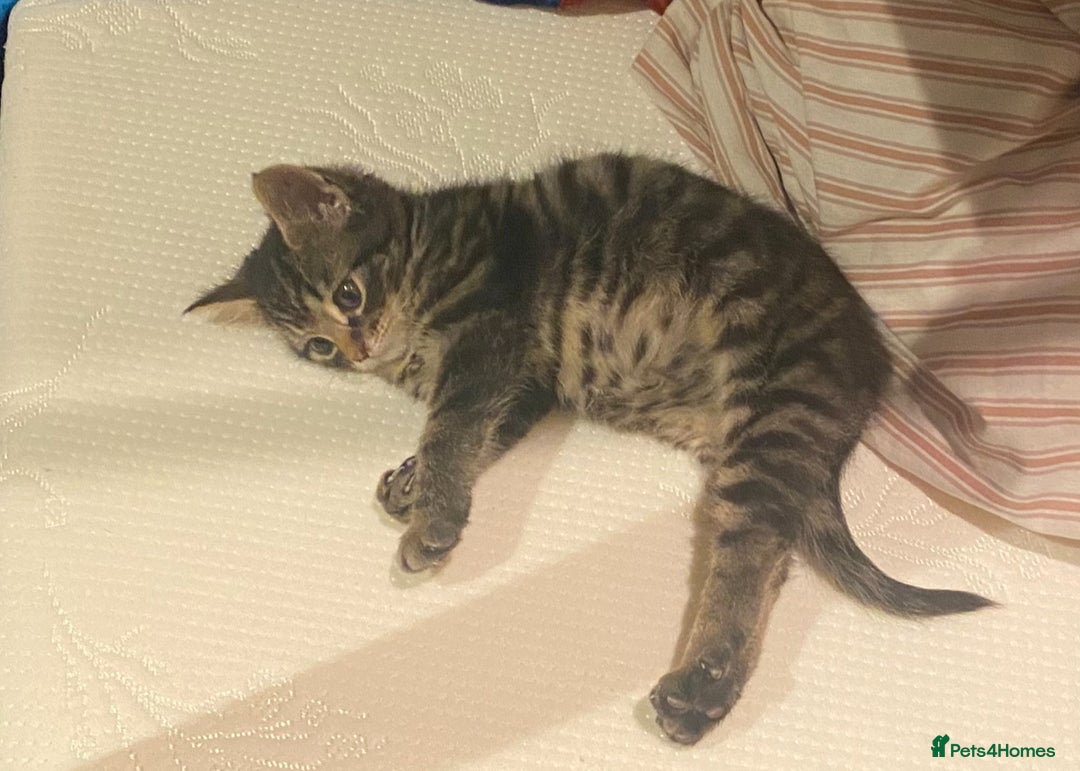 Mixed Breed cats for sale: 🌟 Agnes – A Tiny Girl With the Biggest Soul 🌟 - Advert 1