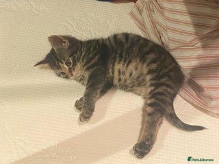 Mixed Breed cats 🌟 Agnes – A Tiny Girl With the Biggest Soul 🌟 - Advert 1