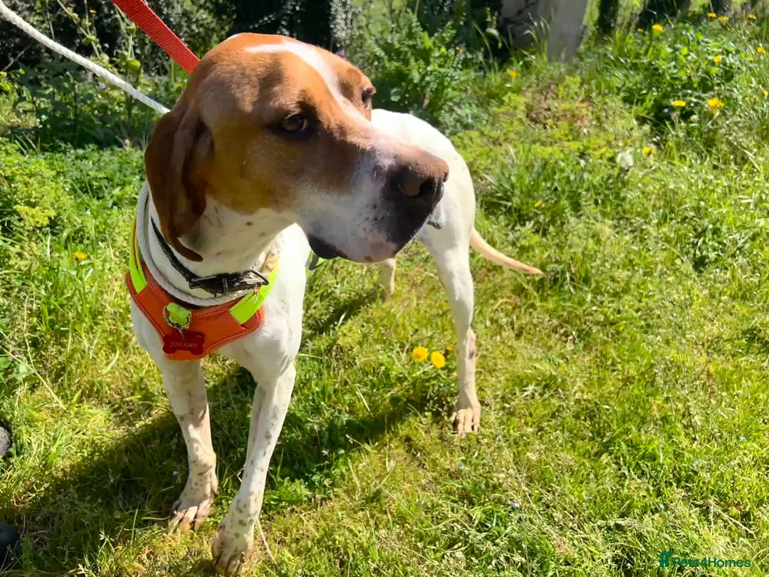 Pointer dogs for adoption: Beautiful young Pointer Neska in Cheltenham - Advert 2