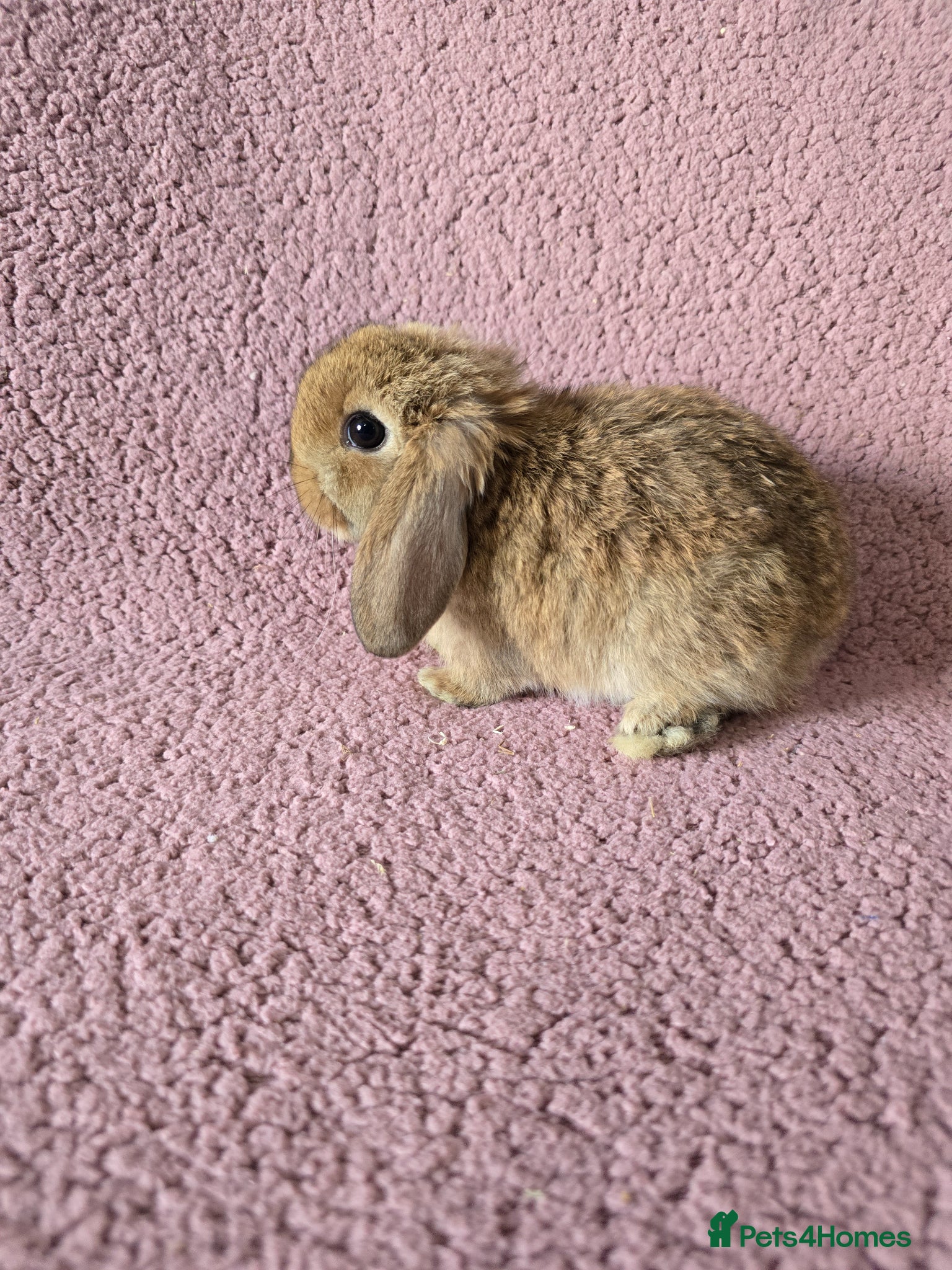 Mini Lop rabbits Mini lop rabbits.  - Advert 3