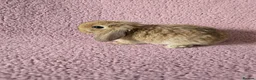 Mini Lop rabbits for sale: Mini lop rabbits.  - Advert 1
