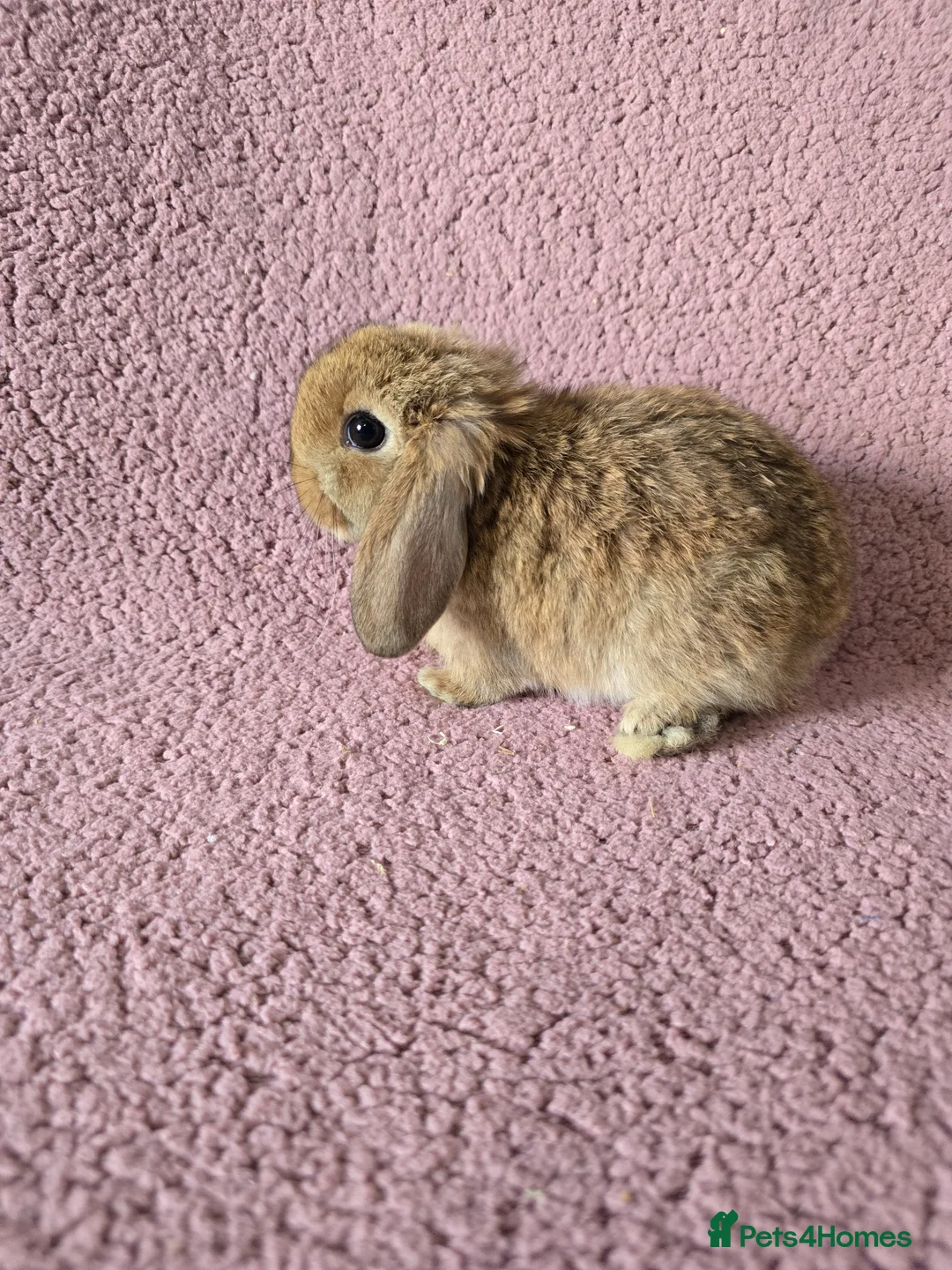 Mini Lop rabbits for sale: Mini lop rabbits.  - Advert 1