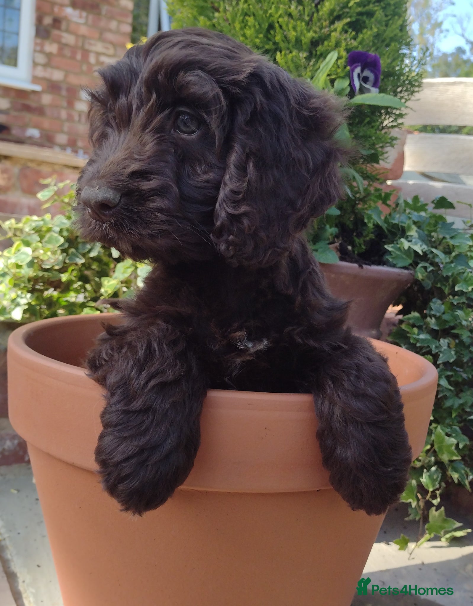 Cockapoo dogs DNA HEALTH PROFILED COCKERPOOS - Advert 15