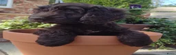 Cockapoo dogs for sale: DNA HEALTH PROFILED COCKERPOOS - Advert 7