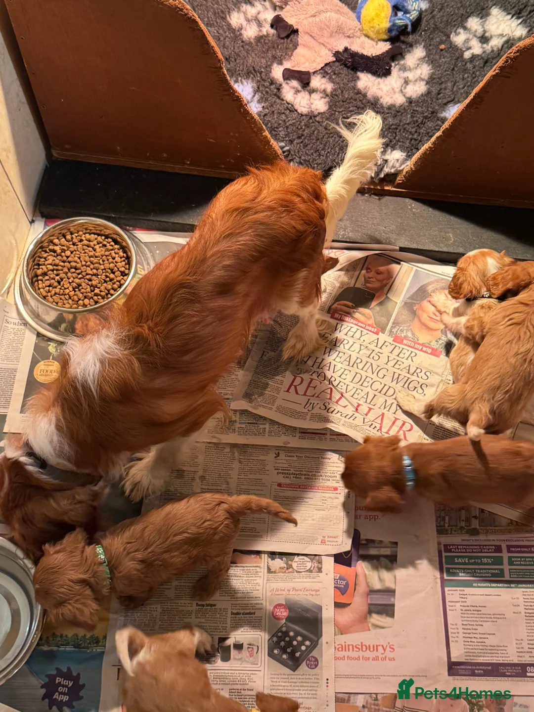 Cavalier King Charles Spaniel dogs for sale: Cavalier King Charles puppies  - Advert 1